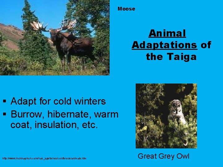 Moose Animal Adaptations of the Taiga § Adapt for cold winters § Burrow, hibernate,