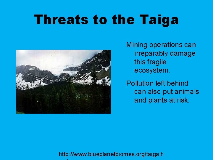 Threats to the Taiga Mining operations can irreparably damage this fragile ecosystem. Pollution left