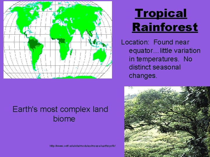 Tropical Rainforest Location: Found near equator…little variation in temperatures. No distinct seasonal changes. Earth's
