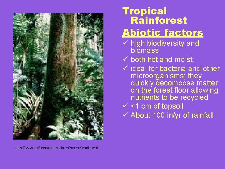 Tropical Rainforest Abiotic factors ü high biodiversity and biomass ü both hot and moist;