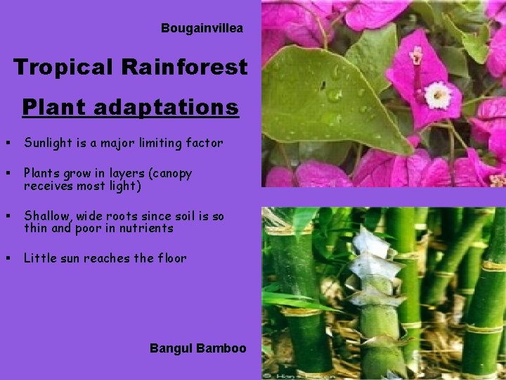 Bougainvillea Tropical Rainforest Plant adaptations § Sunlight is a major limiting factor § Plants