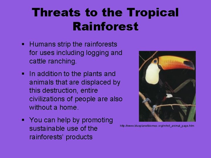 Threats to the Tropical Rainforest § Humans strip the rainforests for uses including logging