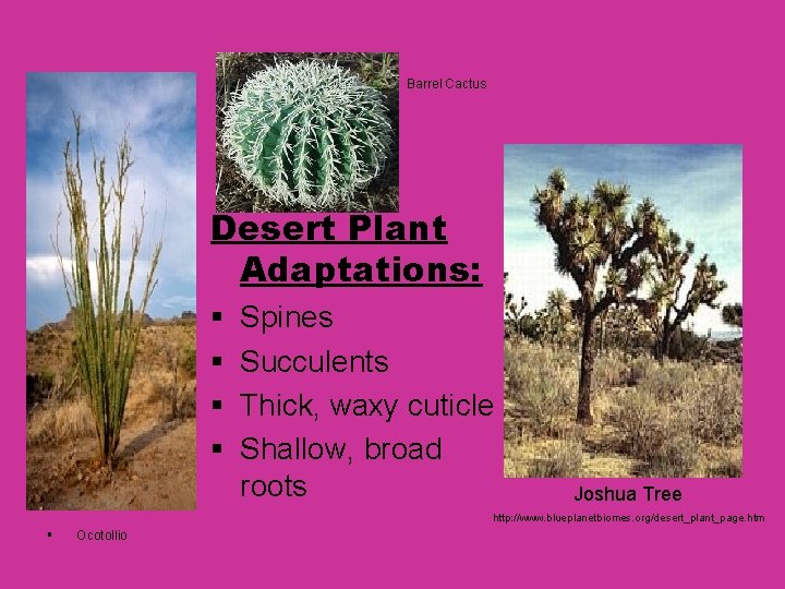 Barrel Cactus Desert Plant Adaptations: § § Spines Succulents Thick, waxy cuticle Shallow, broad