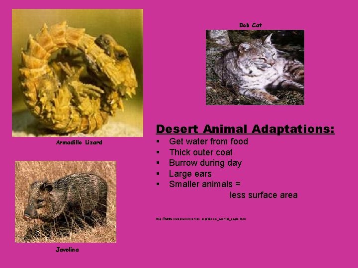 Bob Cat Desert Animal Adaptations: Armadillo Lizard § § § Get water from food