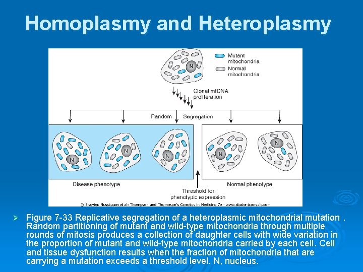 Homoplasmy and Heteroplasmy Ø Figure 7 -33 Replicative segregation of a heteroplasmic mitochondrial mutation.