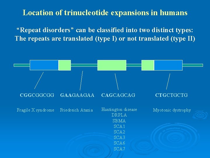 Location of trinucleotide expansions in humans “Repeat disorders” can be classified into two distinct