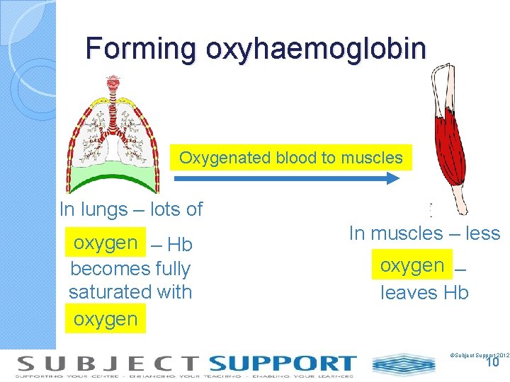 Forming oxyhaemoglobin Oxygenated blood to muscles In lungs – lots of oxygen – Hb