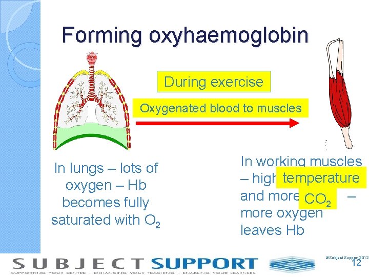 Forming oxyhaemoglobin During exercise Oxygenated blood to muscles In lungs – lots of oxygen