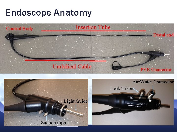 Endoscope Anatomy Insertion Tube Control Body Distal end Umbilical Cable PVE Connector Air/Water Connector Endoscope Anatomy Insertion Tube Control Body Distal end Umbilical Cable PVE Connector Air/Water Connector
