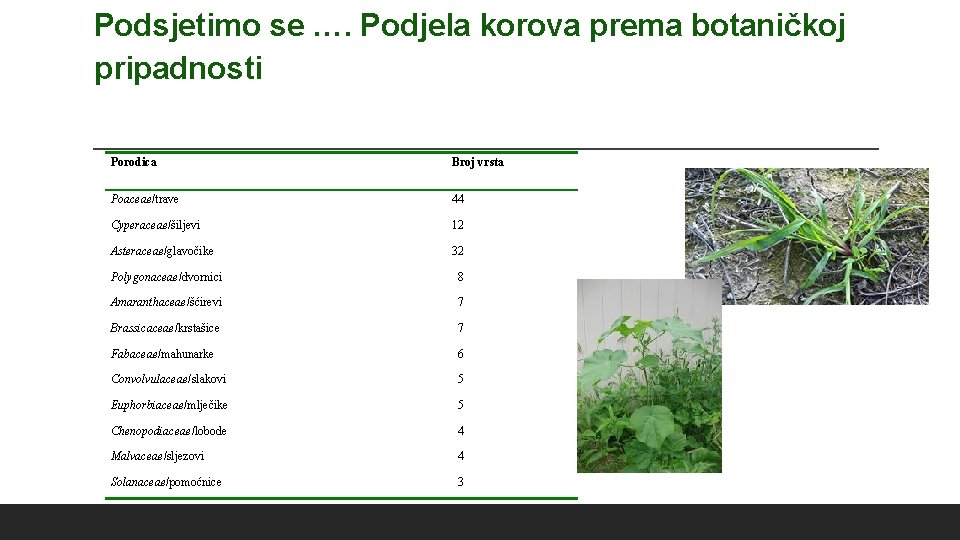 Podsjetimo se …. Podjela korova prema botaničkoj pripadnosti Porodica Broj vrsta Poaceae/trave 44 Cyperaceae/šiljevi