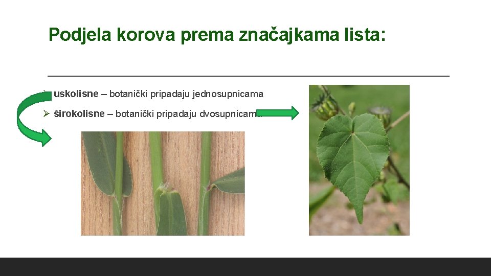 Podjela korova prema značajkama lista: Ø uskolisne – botanički pripadaju jednosupnicama Ø širokolisne –