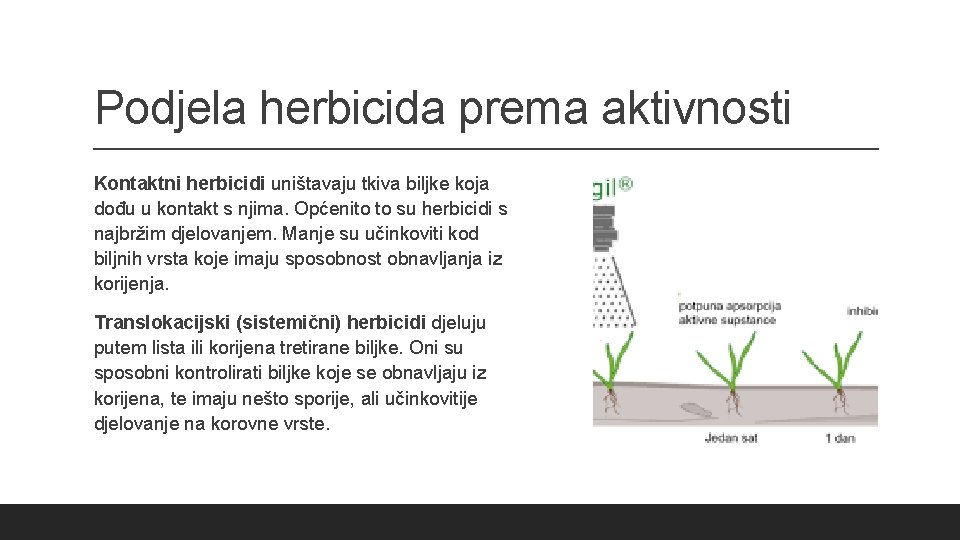 Podjela herbicida prema aktivnosti Kontaktni herbicidi uništavaju tkiva biljke koja dođu u kontakt s