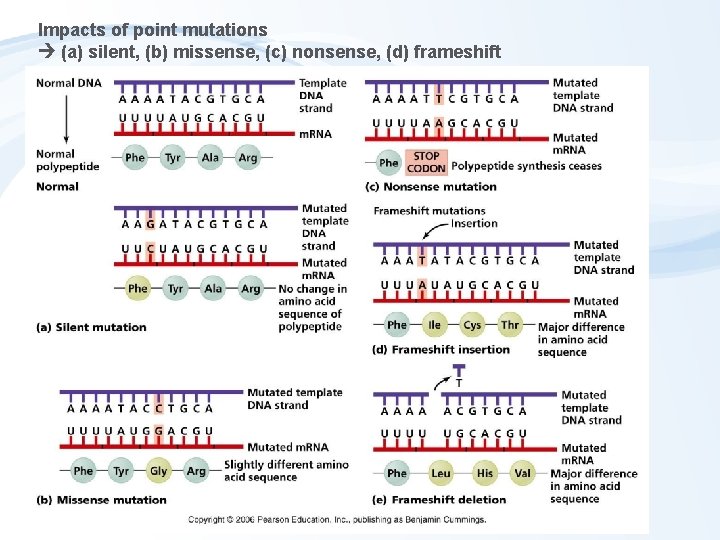 Impacts of point mutations (a) silent, (b) missense, (c) nonsense, (d) frameshift 