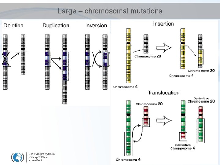 Large – chromosomal mutations 