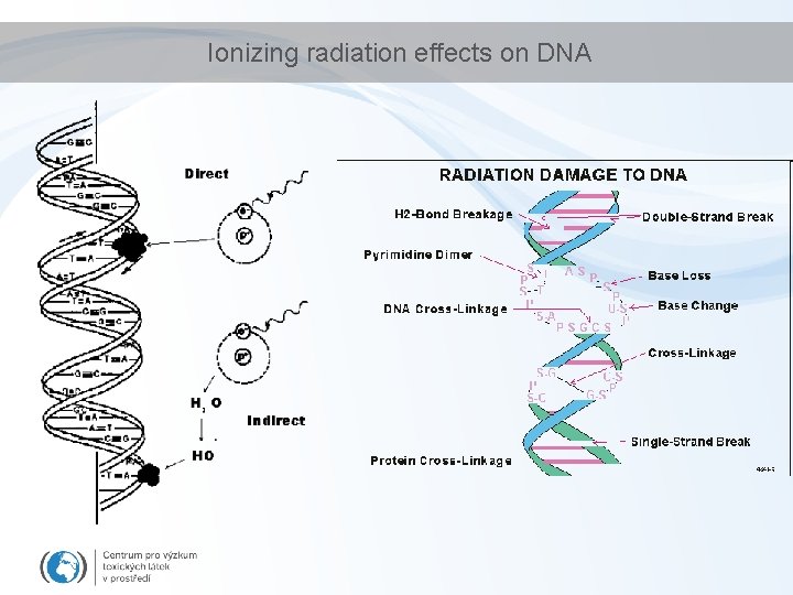 Ionizing radiation effects on DNA 