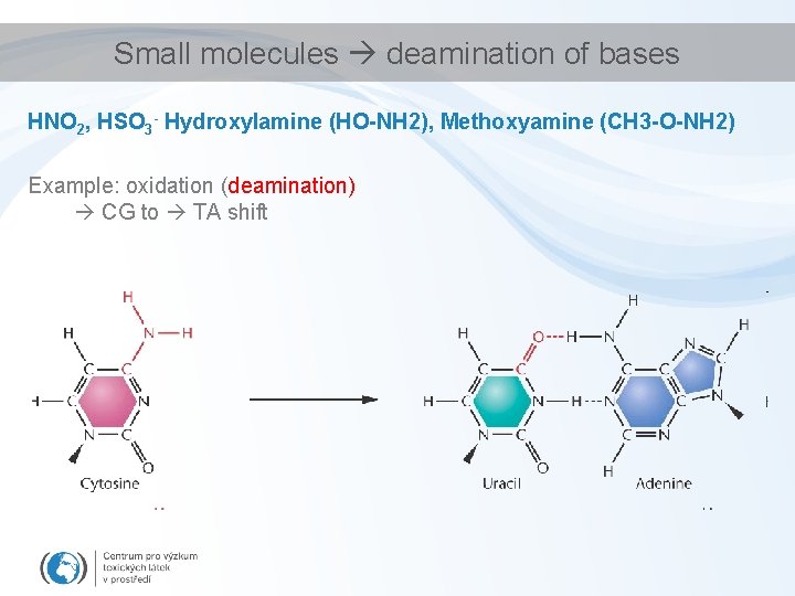 Small molecules deamination of bases HNO 2, HSO 3 - Hydroxylamine (HO-NH 2), Methoxyamine