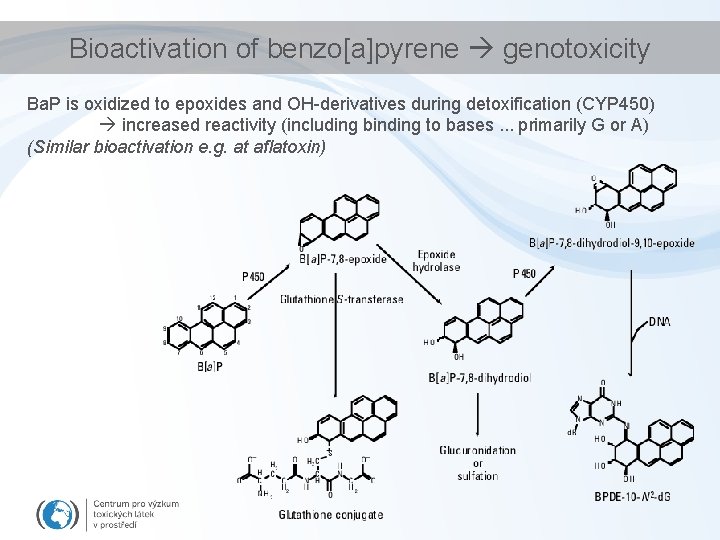 Bioactivation of benzo[a]pyrene genotoxicity Ba. P is oxidized to epoxides and OH-derivatives during detoxification