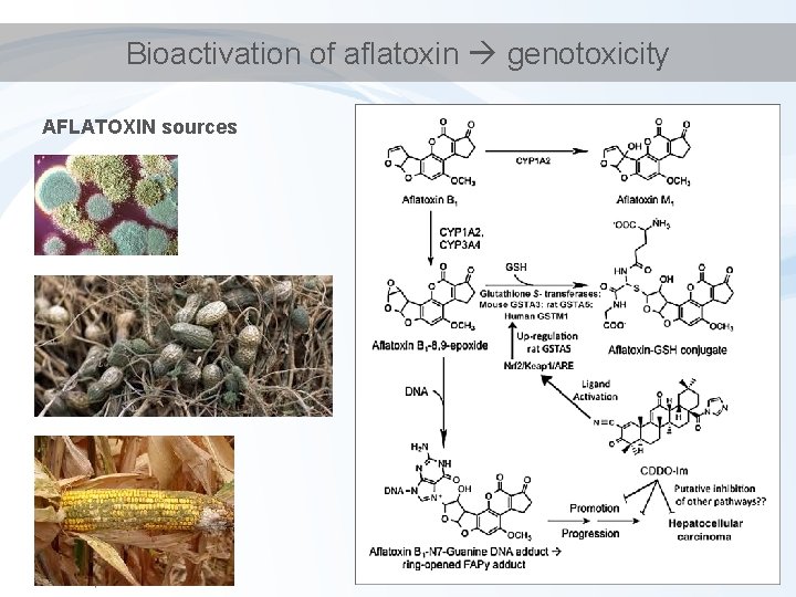 Bioactivation of aflatoxin genotoxicity AFLATOXIN sources 