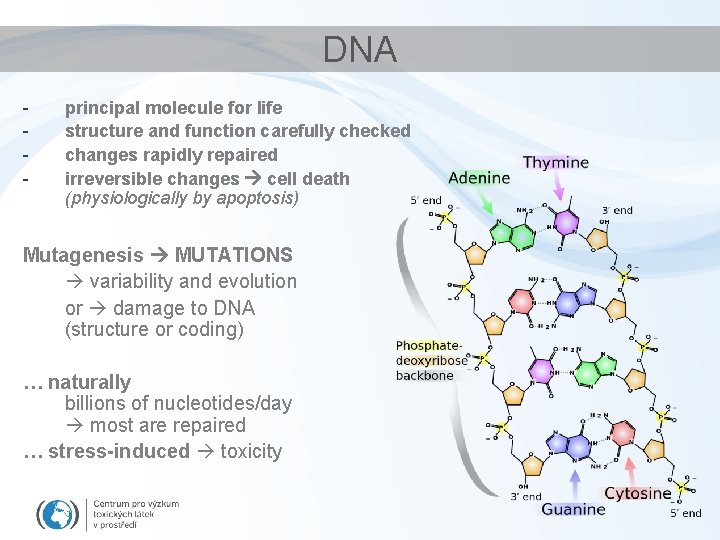 DNA - principal molecule for life structure and function carefully checked changes rapidly repaired