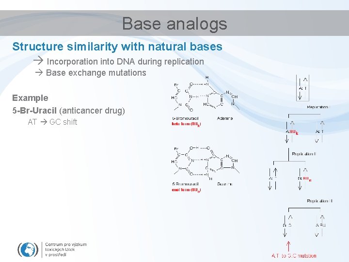 Base analogs Structure similarity with natural bases Incorporation into DNA during replication Base exchange