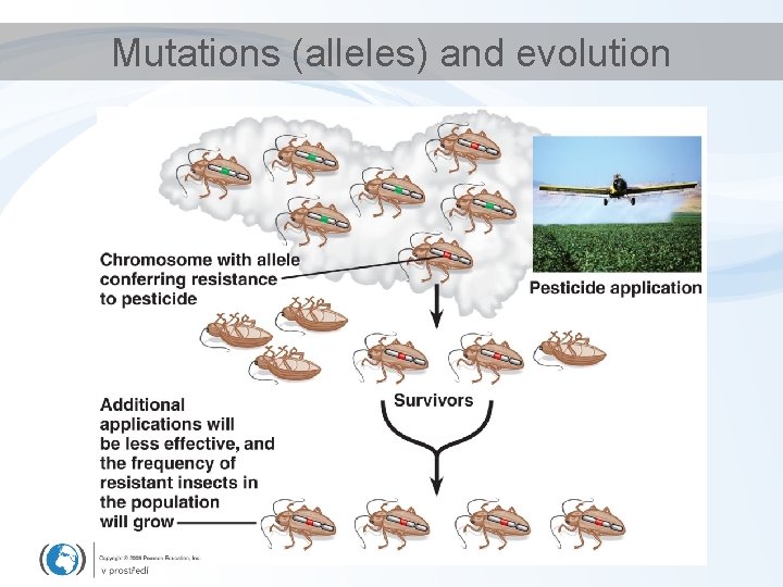 Mutations (alleles) and evolution 