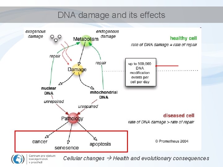 DNA damage and its effects Cellular changes Health and evolutionary consequences 