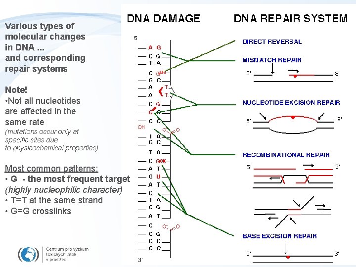 Various types of molecular changes in DNA. . . and corresponding repair systems Note!