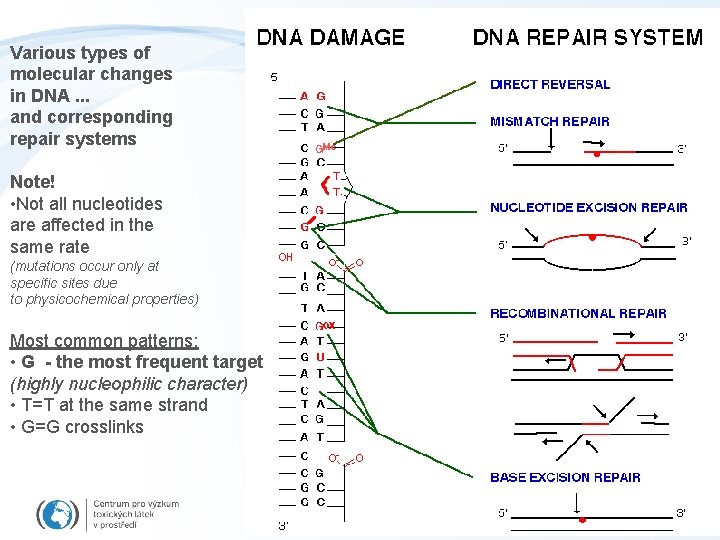 Various types of molecular changes in DNA. . . and corresponding repair systems Note!