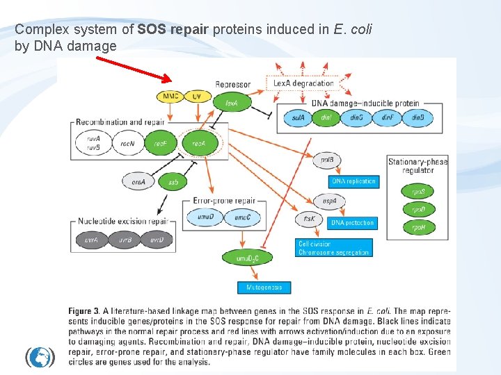 Complex system of SOS repair proteins induced in E. coli by DNA damage 