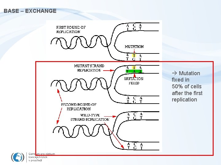 BASE – EXCHANGE Mutation fixed in 50% of cells after the first replication 