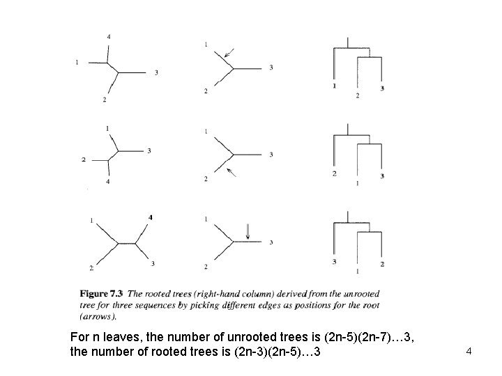 For n leaves, the number of unrooted trees is (2 n-5)(2 n-7)… 3, the