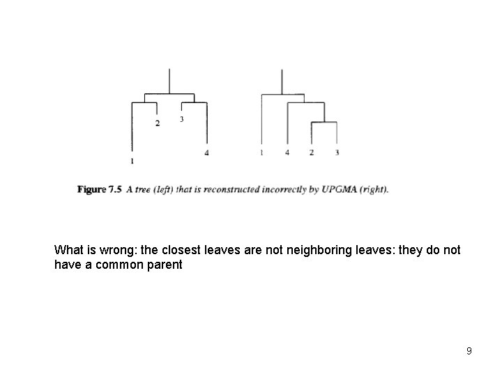 What is wrong: the closest leaves are not neighboring leaves: they do not have