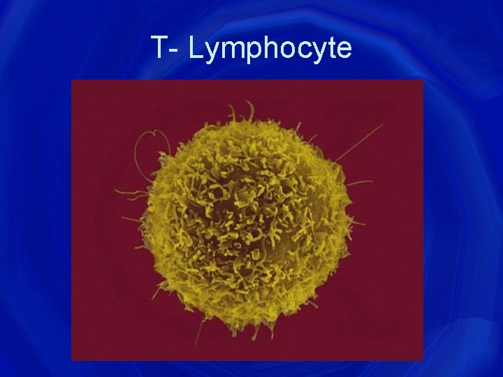 T- Lymphocyte 