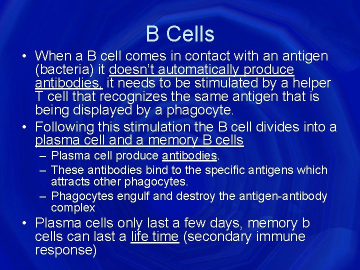 B Cells • When a B cell comes in contact with an antigen (bacteria)
