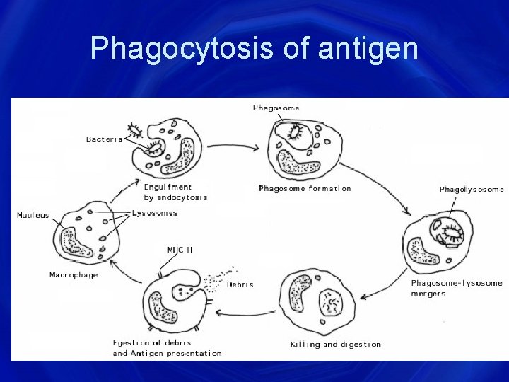 Phagocytosis of antigen 