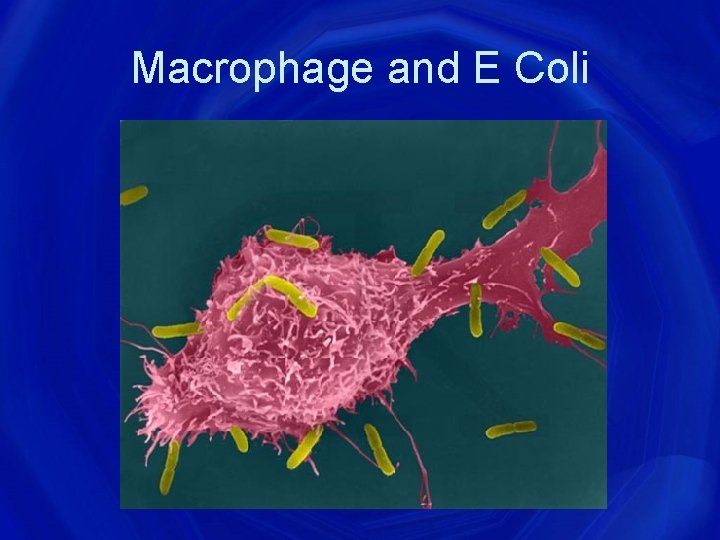 Macrophage and E Coli 