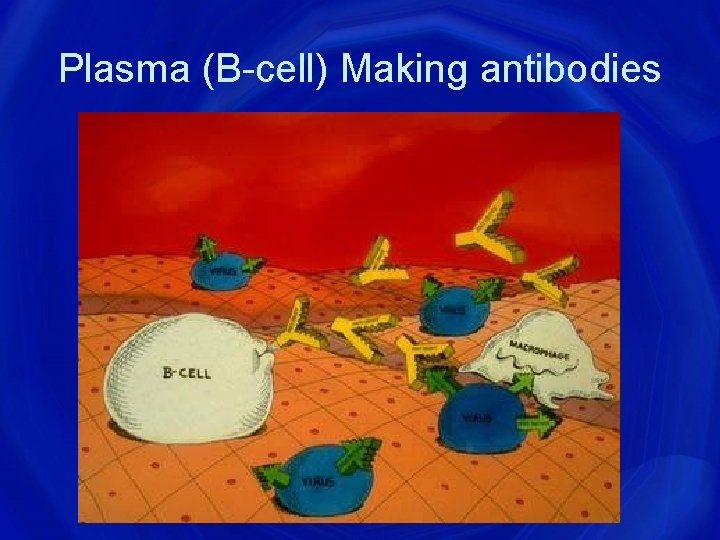 Plasma (B-cell) Making antibodies 