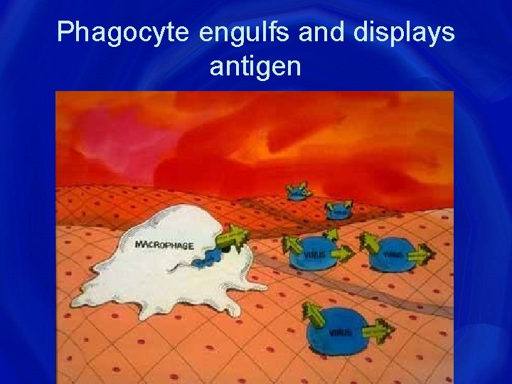 Phagocyte engulfs and displays antigen 