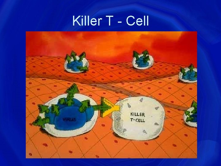 Killer T - Cell 