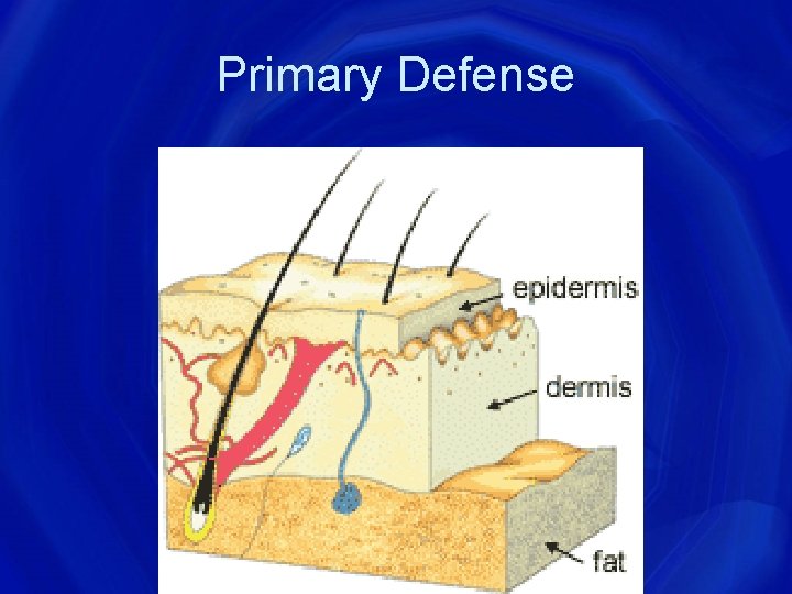 Primary Defense 