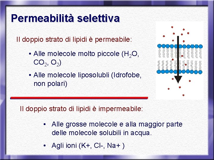 Permeabilità selettiva Il doppio strato di lipidi è permeabile: • Alle molecole molto piccole
