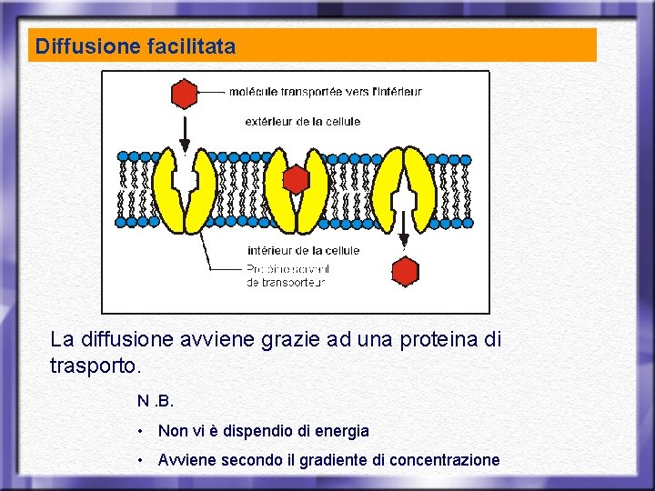 Diffusione facilitata La diffusione avviene grazie ad una proteina di trasporto. N. B. •