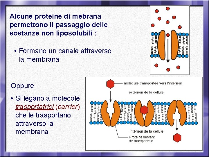 Alcune proteine di mebrana permettono il passaggio delle sostanze non liposolubili : • Formano