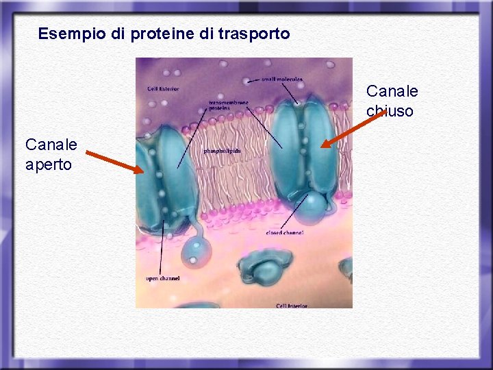 Esempio di proteine di trasporto Canale chiuso Canale aperto 