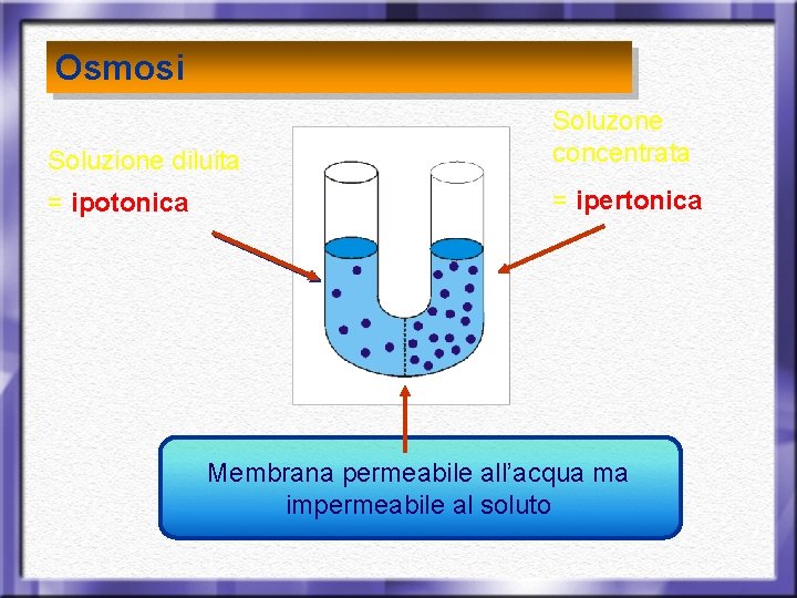 Osmosi Soluzione diluita Soluzone concentrata = ipotonica = ipertonica Membrana permeabile all’acqua ma impermeabile