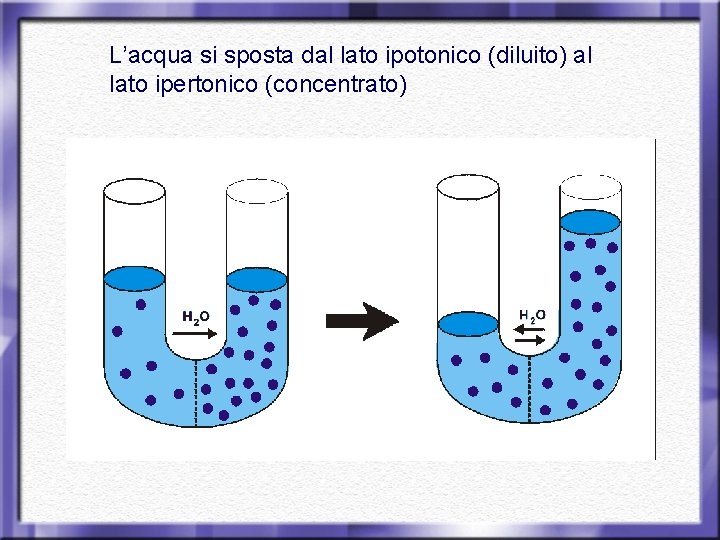 L’acqua si sposta dal lato ipotonico (diluito) al lato ipertonico (concentrato) 