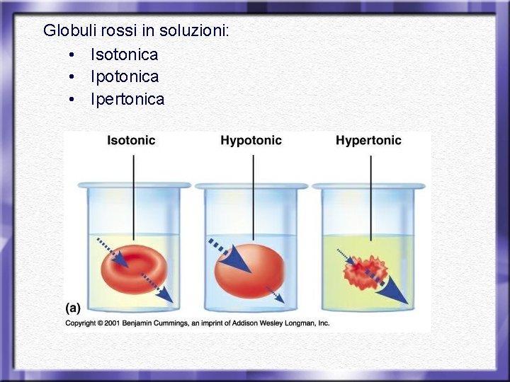 Globuli rossi in soluzioni: • Isotonica • Ipertonica 