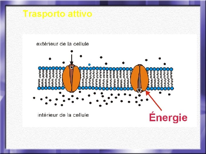 Trasporto attivo 