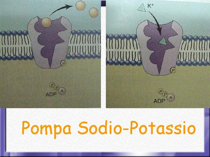 Pompa Sodio-Potassio 