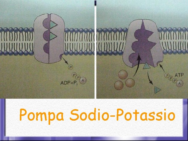 Pompa Sodio-Potassio 